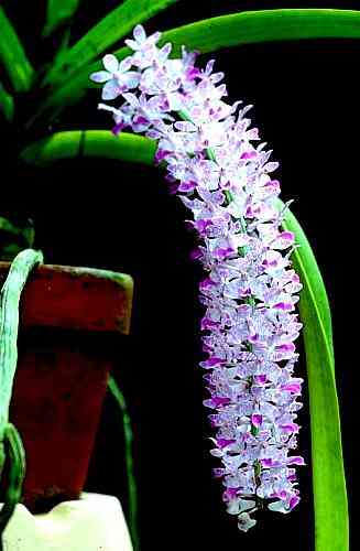 Rhynchostylis retusa